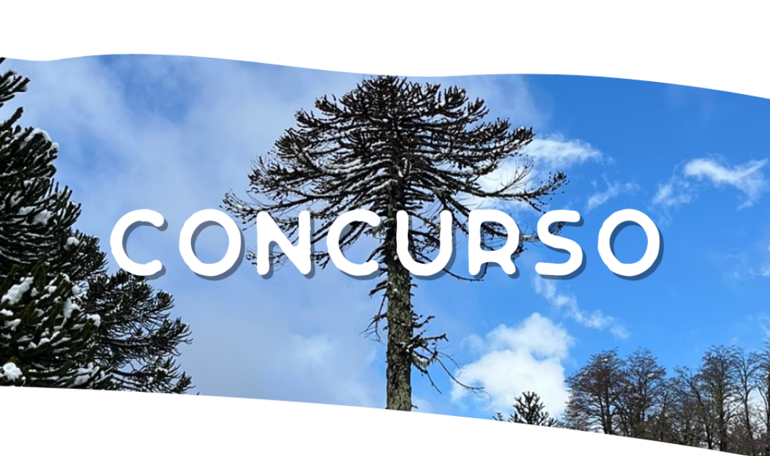 Concurso y experiencias